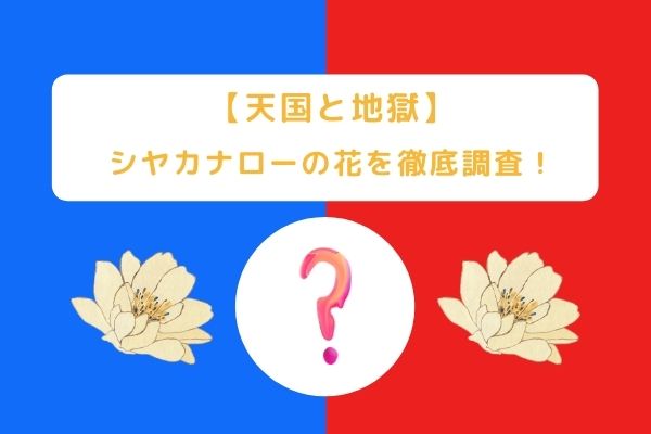 【天国と地獄】シヤカナローの花は奄美の植物！？架空の花である理由は？